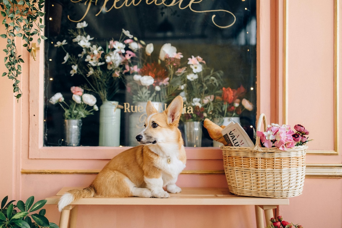 柯基犬坐在花店前，呈現外出與社會化情境