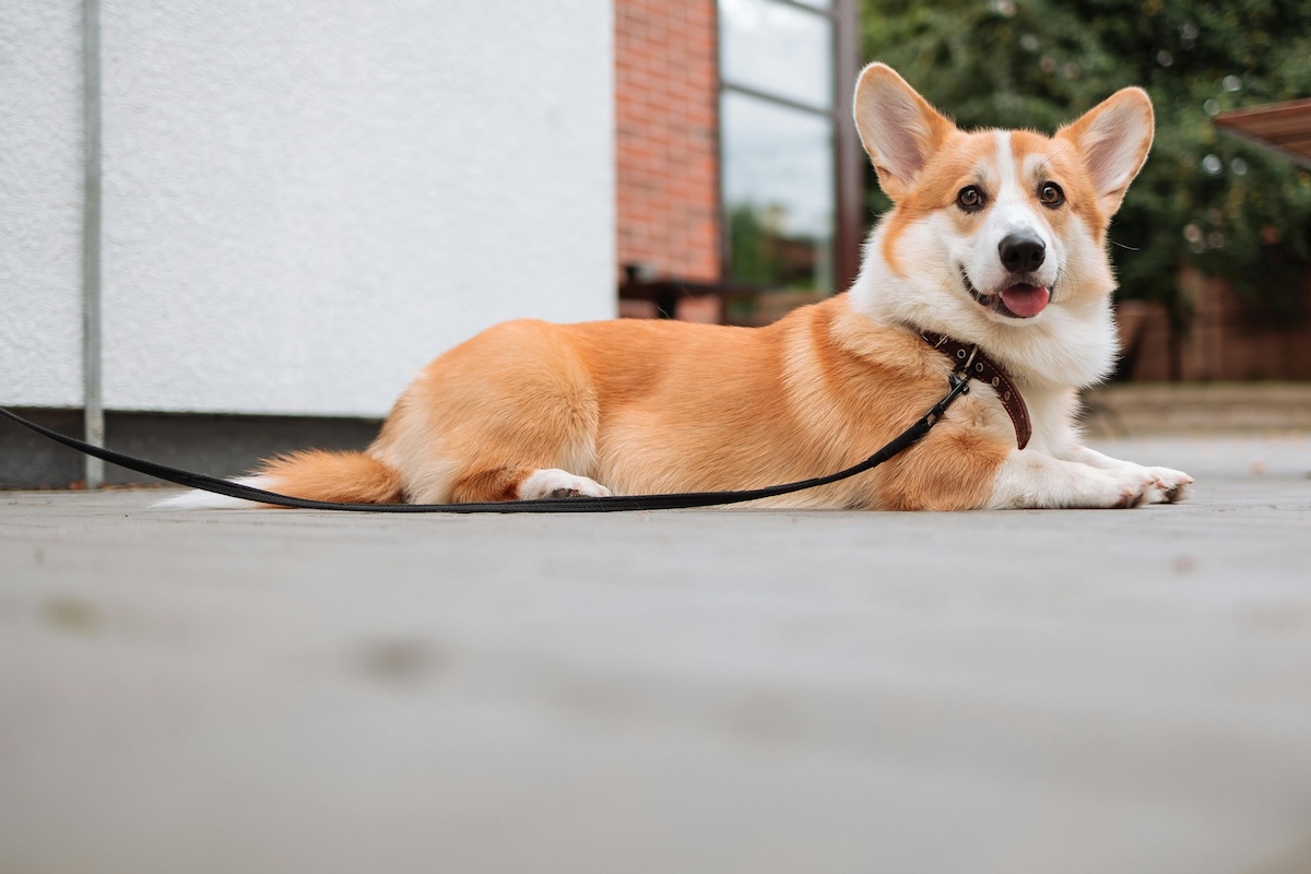柯基犬趴在戶外地面，呈現散步後休息情境